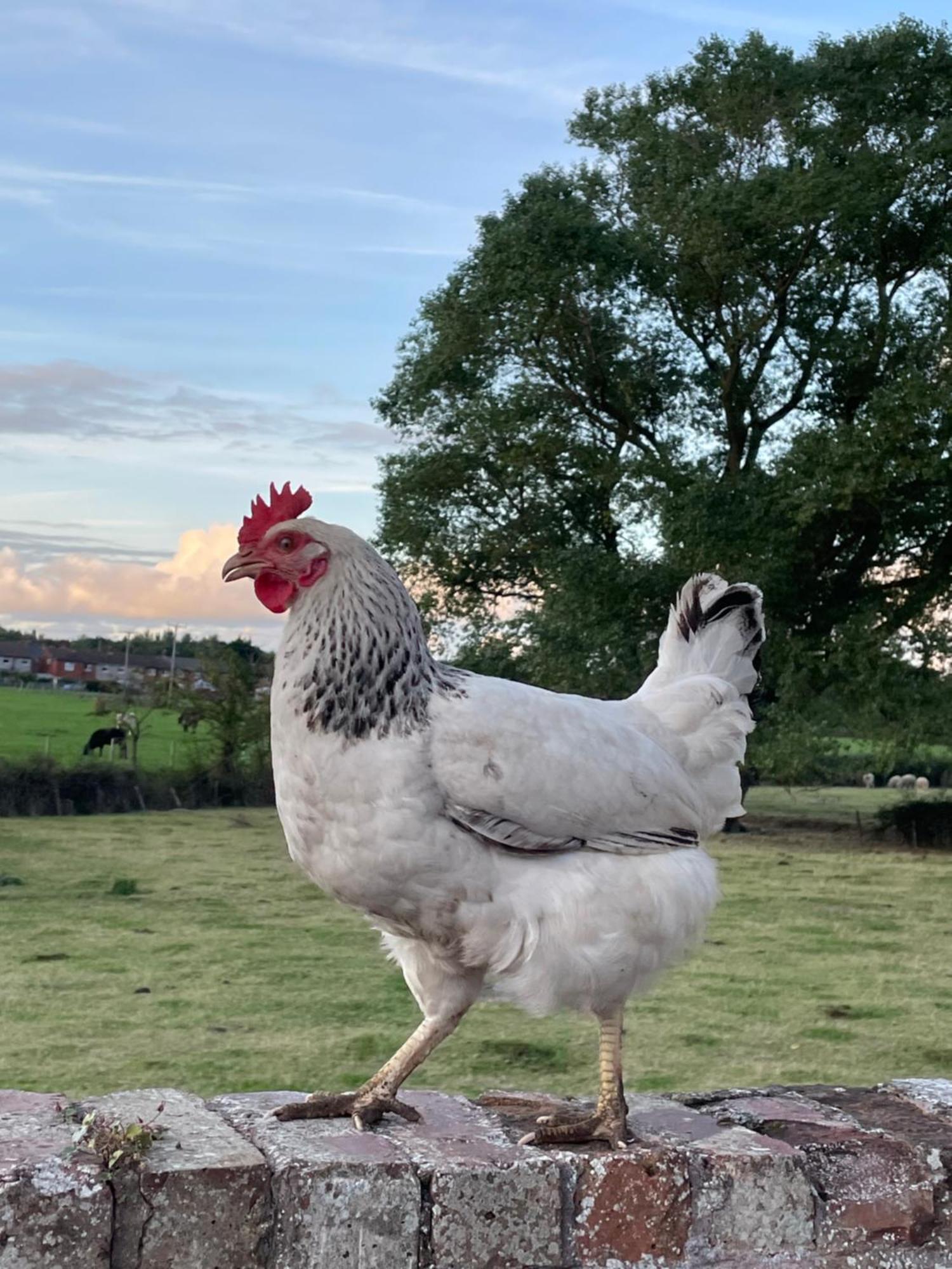 ホテル Abbey Farm Luxury Glamping Rhuddlan エクステリア 写真