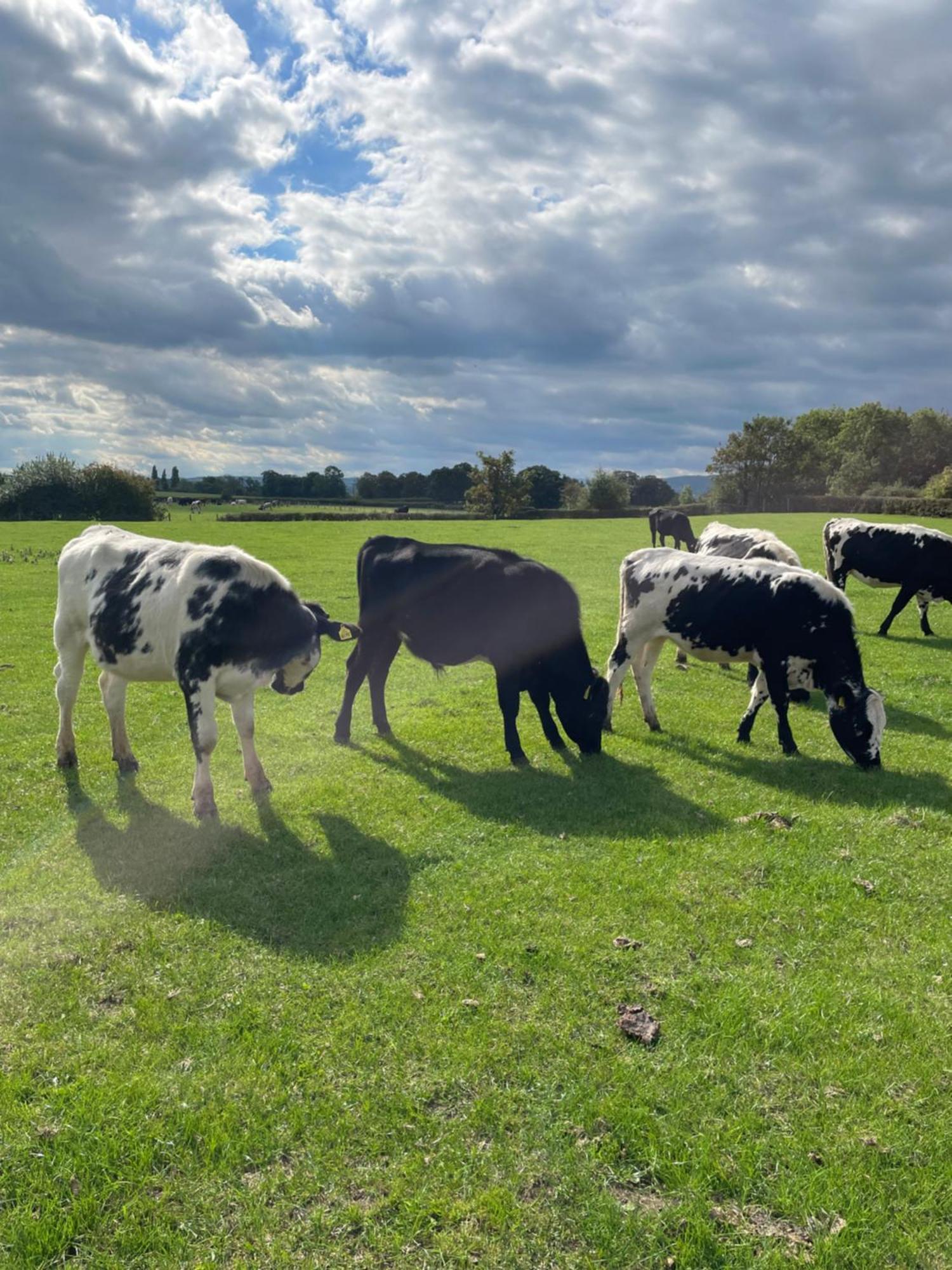 ホテル Abbey Farm Luxury Glamping Rhuddlan エクステリア 写真